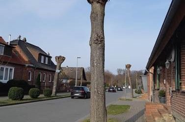 Auch Bäume brauchen Pflege